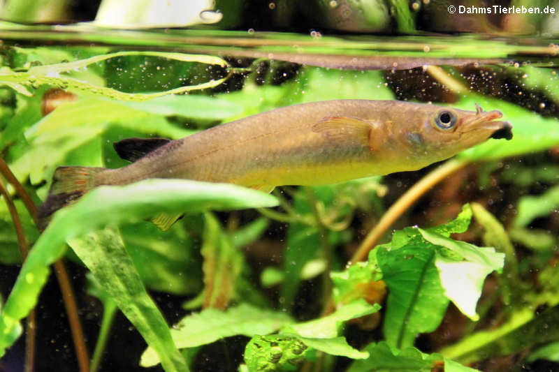 Nomorhamphus liemi-1