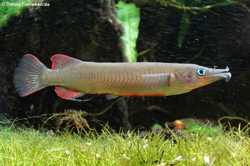 Celebes Halbschnäbler (Nomorhamphus liemi)