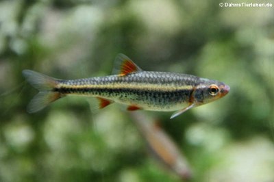 Regenbogenelritze (Notropis chrosomus)