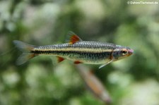 Regenbogenelritze (Notropis chrosomus) im Kölner Zoo