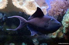 Rotzahn-Drückerfisch (Odonus niger) im Kölner Zoo