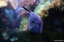 Rotzahn-Drückerfisch (Odonus niger) im Kölner Zoo