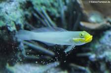 Goldstirn-Kieferfisch (Opistognathus aurifrons) im Kölner Zoo