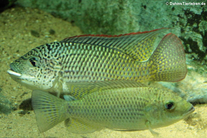 Gabun-Tilapie Oreochromis schwebischi-3