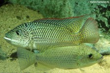 Westafrikanischer Maulbrüter (Oreochromis schwebischi) im Kölner Zoo