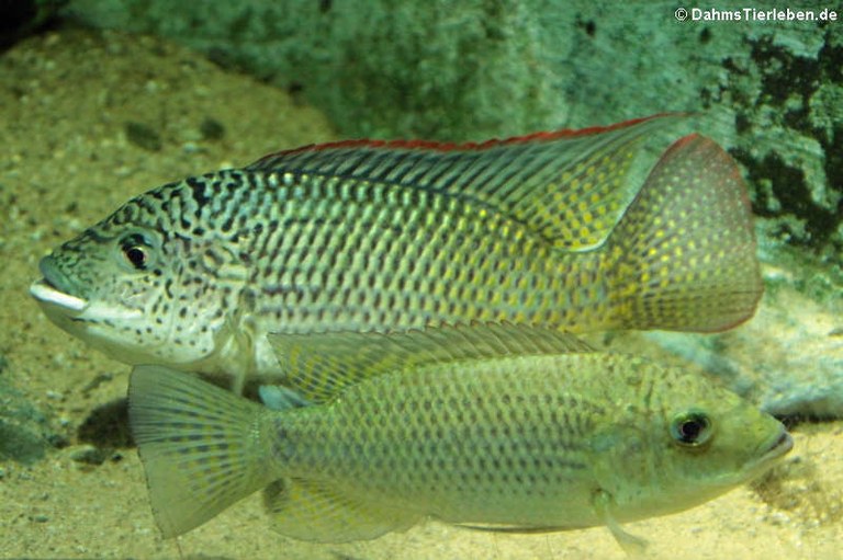 Oreochromis schwebischi