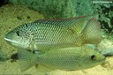 Oreochromis schwebischi