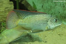 Westafrikanischer Maulbrüter (Oreochromis schwebischi) im Kölner Zoo