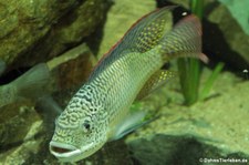 Westafrikanischer Maulbrüter (Oreochromis schwebischi) im Kölner Zoo