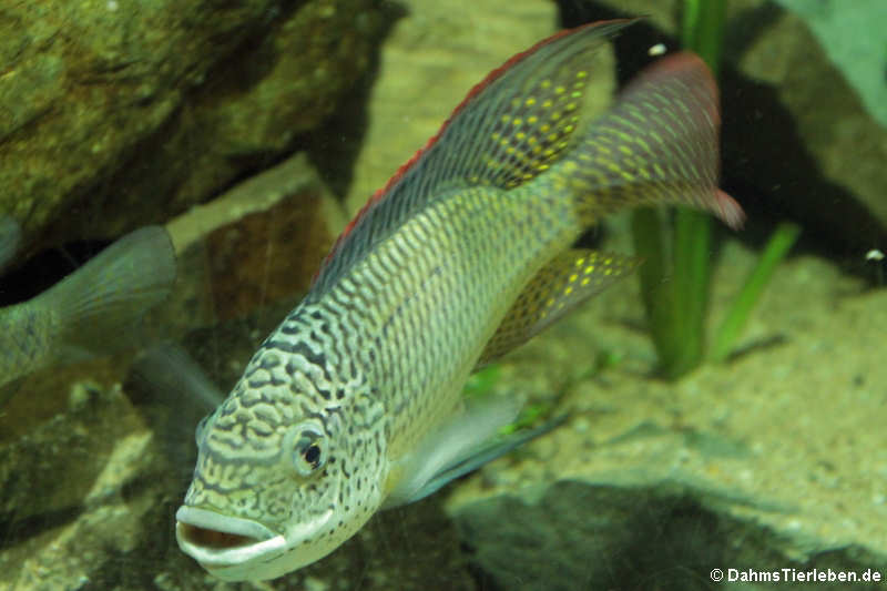 Westafrikanischer Maulbrüter (Oreochromis schwebischi) 