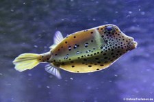 Gelbbrauner Kofferfisch (Ostracion cubicus) im Kölner Zoo