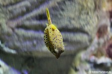 Gelbbrauner Kofferfisch (Ostracion cubicus) im Kölner Zoo