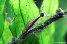 Ohrgitterharnischwels (Otocinclus macrospilus) im Kölner Zoo