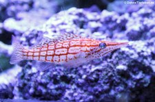 Langschnauzen-Korallenwächter (Oxycirrhites typus) im Zoo Köln