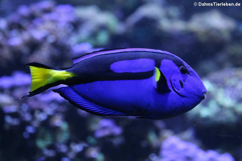 Paracanthurus hepatus