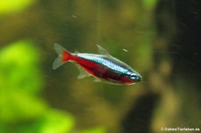 Roter Neon (Paracheirodon axelrodi) im Kölner Zoo