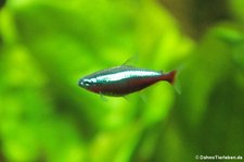 Roter Neon (Paracheirodon axelrodi) im Kölner Zoo