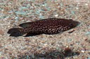 Paratilapia polleni