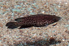 Marakeli-Buntbarsch (Paratilapia polleni) im Kölner Zoo