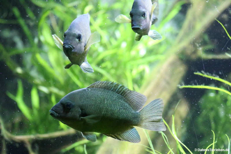 Dambas Paretroplus damii-2