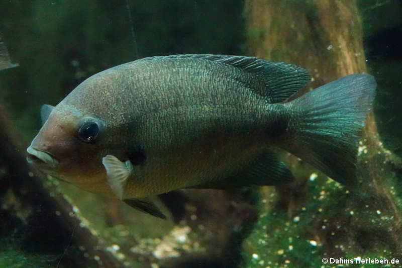 Damba Paretroplus damii-3