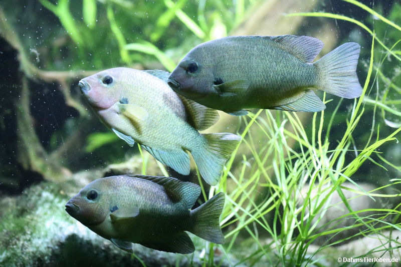 Dambas (Paretroplus damii)