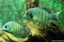 Menarambo-Buntbarsch (Paretroplus menarambo) im Kölner Zoo