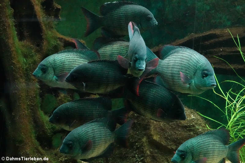 Menarambo-Buntbarsche Paretroplus menarambo-3