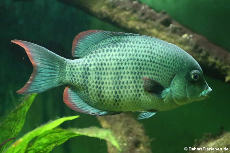 Menarambo-Buntbarsch Paretroplus menarambo-2