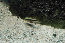 Purpurprachtbarsch (Pelvicachromis pulcher) im Kölner Zoo