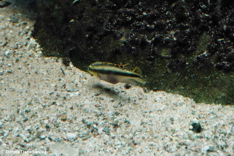 Purpurprachtbarsch Pelvicachromis pulcher-1