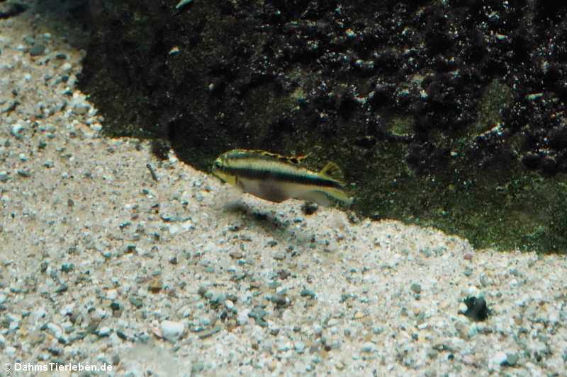 Pelvicachromis pulcher