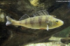 Flussbarsch (Perca fluviatilis) im Kölner Zoo