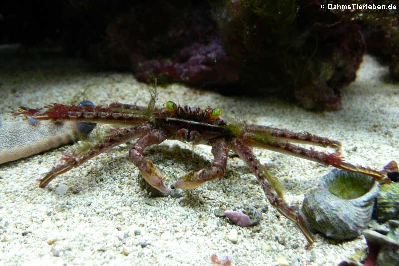 Algenfressende Krabbe (Percnon gibbesi)