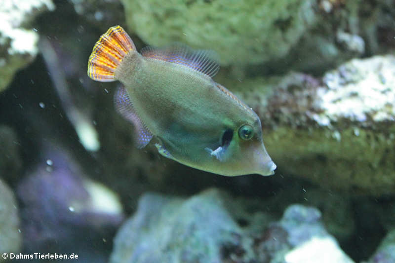 Höhlenfeilenfisch (Pervagor janthinosoma)