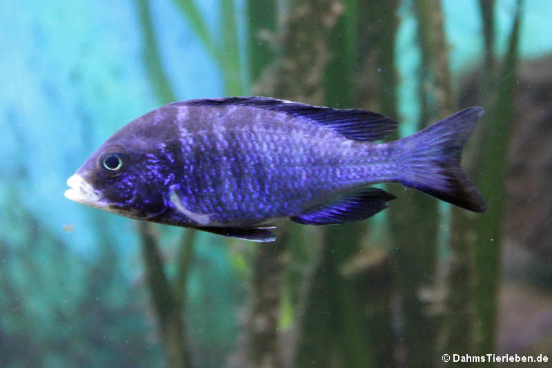 Weißlippen Phenochilus (Placidochromis phenochilus mdoka)