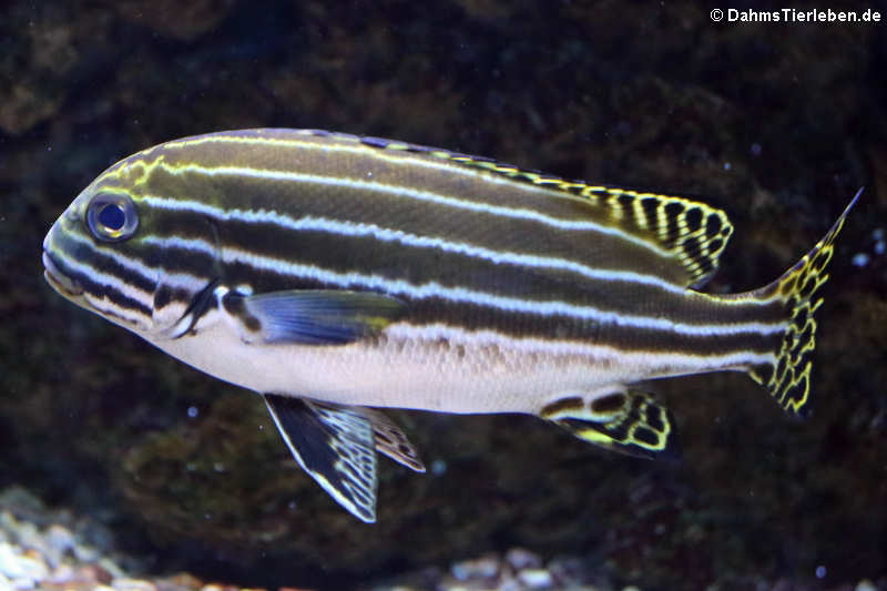 Phantom-Süßlippe (Plectorhinchus lessonii)