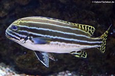 Phantom-Süßlippe (Plectorhinchus lessonii) im Kölner Zoo