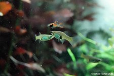 Endlers Guppys (Poecilia wingei) im Kölner Zoo