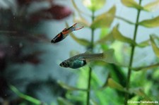 Endlers Guppys (Poecilia wingei) im Kölner Zoo