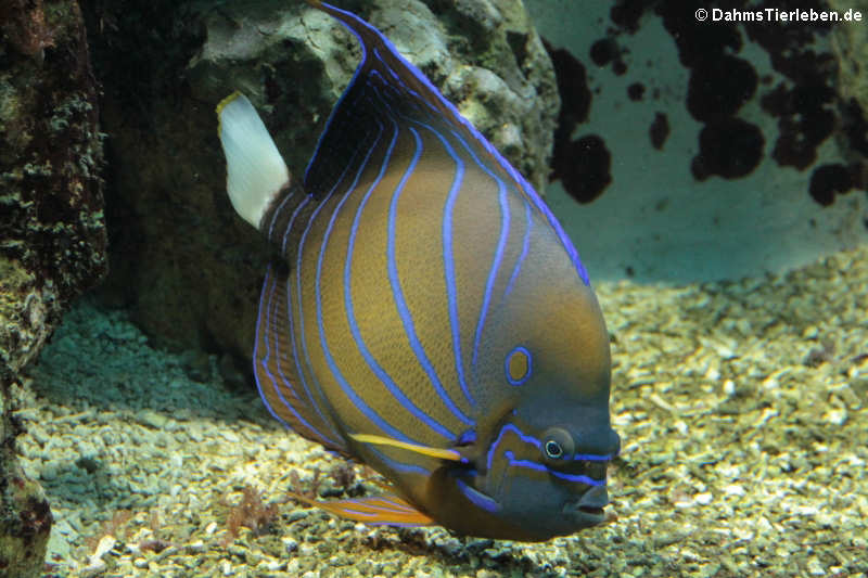 Pomacanthus annularis-2