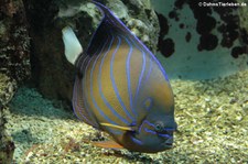 Ringkaiserfisch (Pomacanthus annularis) im Kölner Zoo