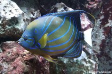 Ringkaiserfisch (Pomacanthus annularis) im Kölner Zoo