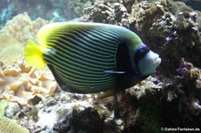 Imperator-Kaiserfisch (Pomacanthus imperator) im Kölner Zoo