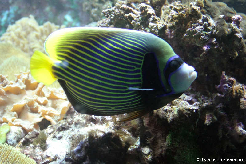 Pomacanthus imperator-2