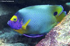 Blaukopf - Kaiserfisch (Pomacanthus xantometopon) im Kölner Zoo