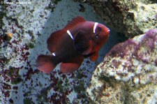 Samtanemonenfisch (Premnas biaculeatus) im Kölner Zoo