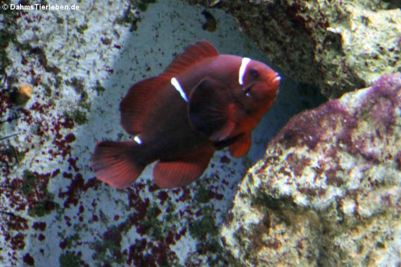 Amphiprion biaculeatus-1
