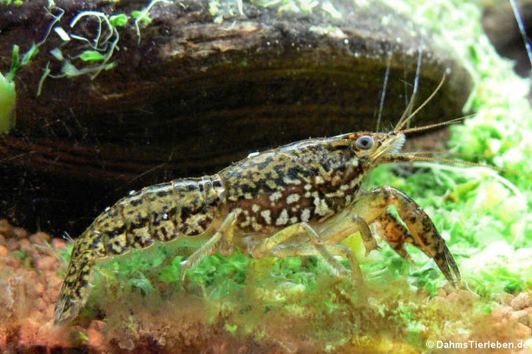 Procambarus virginalis