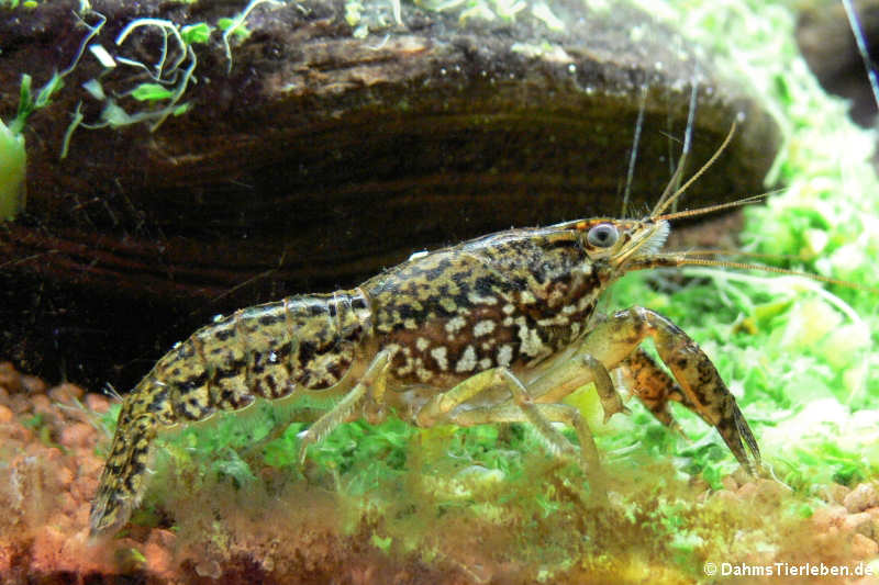 Procambarus virginalis